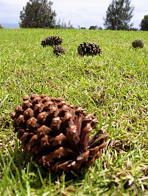 Pine Cones