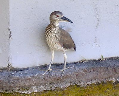 20060501_bird.jpg