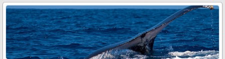 20100221_whale-tail