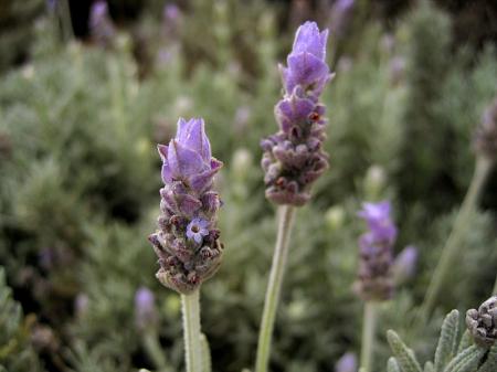 lavender