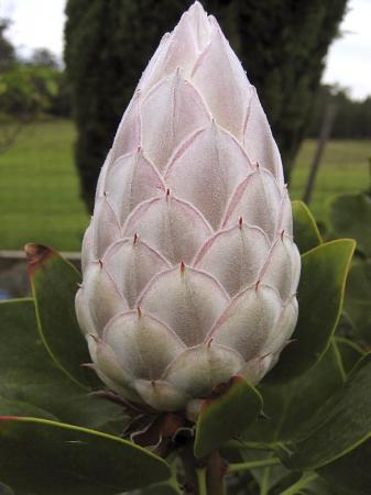 Protea
