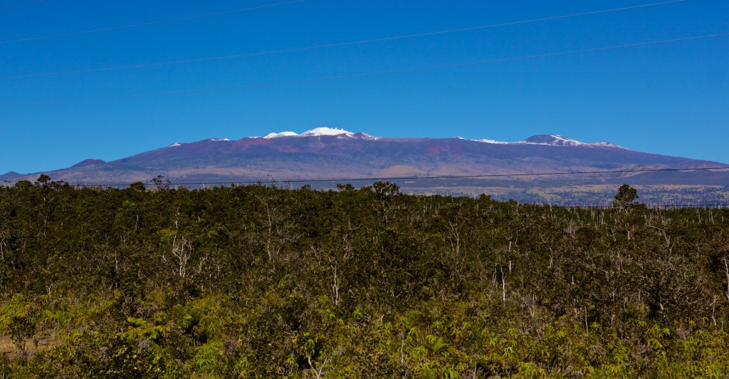 The Ohia forest next to the Daniel K. Inouye Highway (aka Saddle Road) with the snow-capped Mauna Kea in the background on Sunday, January 4, 2015.