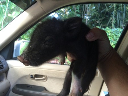 Piggy into the car with me.