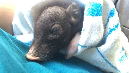 Piggy wrapped in a beach towel in my lap for a ride up the hill.