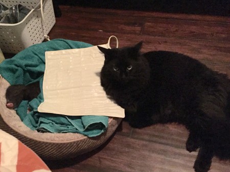 Uncle Bunk watching over Piggy resting with a heat pad after a stressful day.